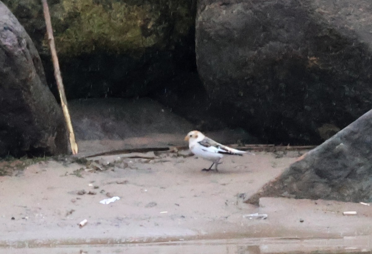 גיבתון שלג - ML644601989