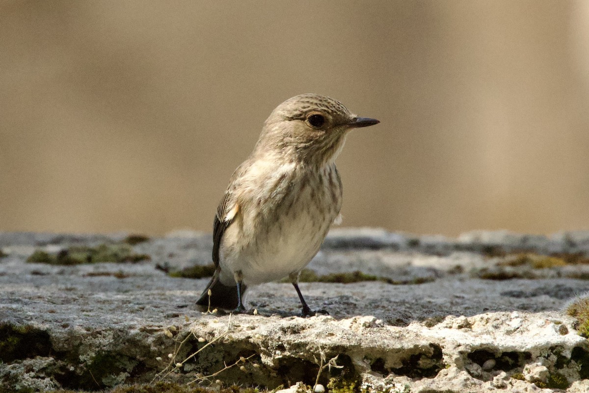 Серая мухоловка - ML644601993