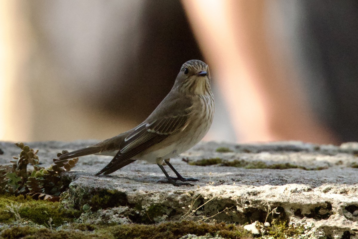 Серая мухоловка - ML644601994