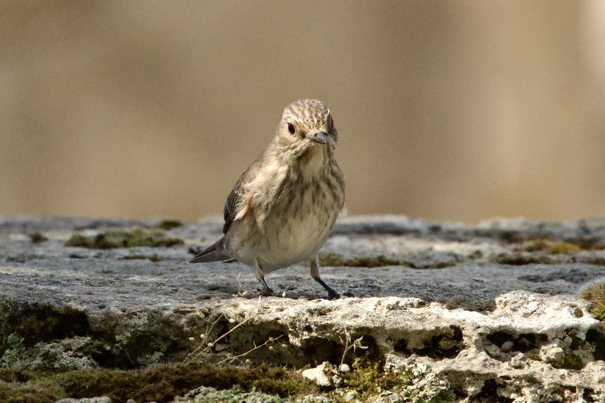 Серая мухоловка - ML644601995