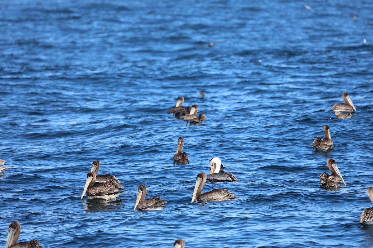 Brown Pelican - ML644602000