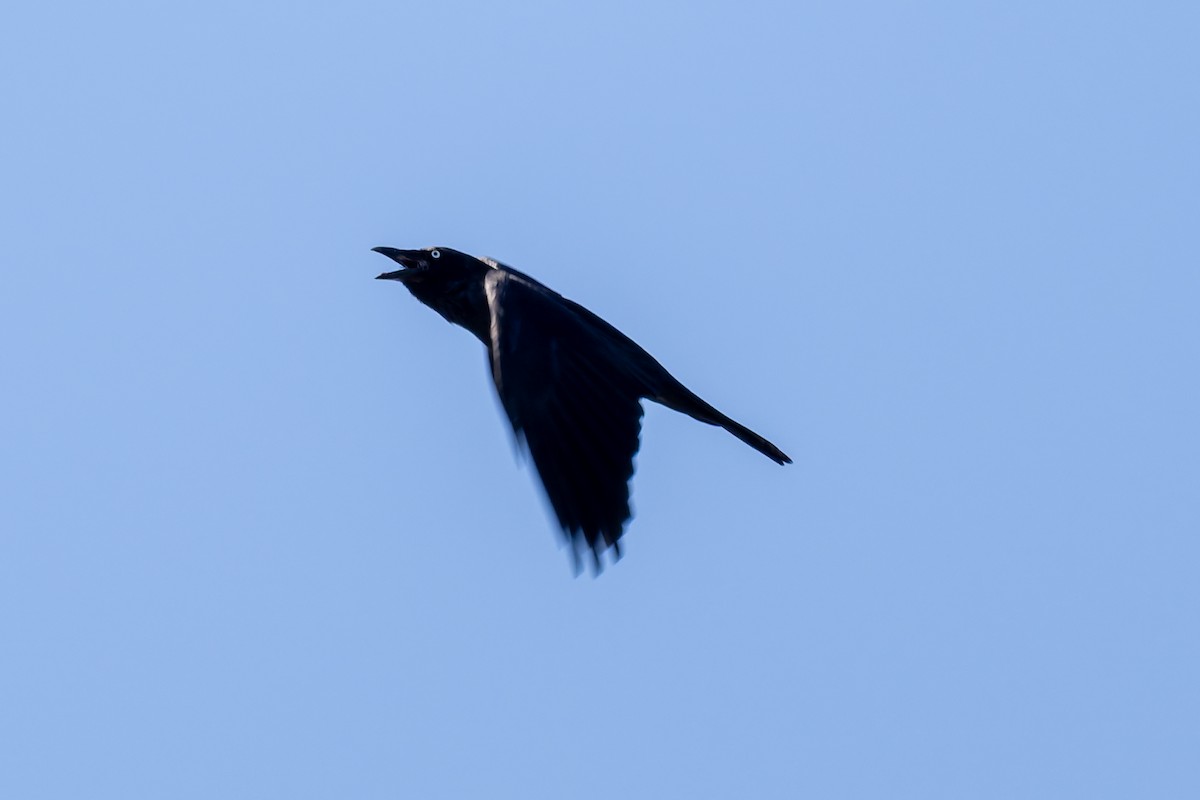 Южноавстралийский ворон - ML644602005