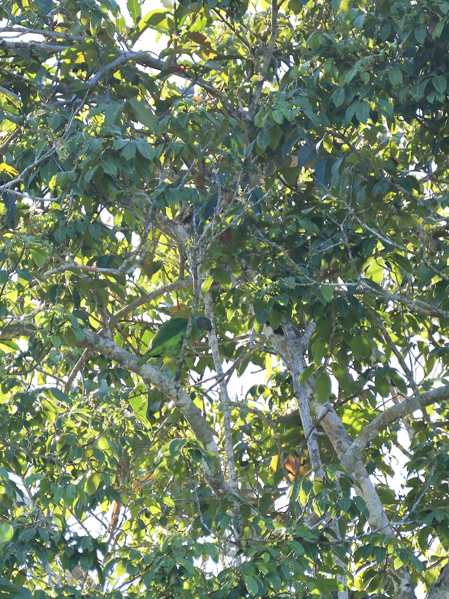 Red-cheeked Parrot - ML644602008