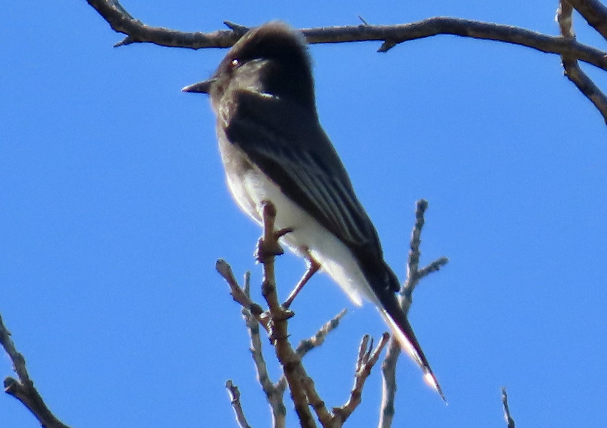 Black Phoebe - ML644602014