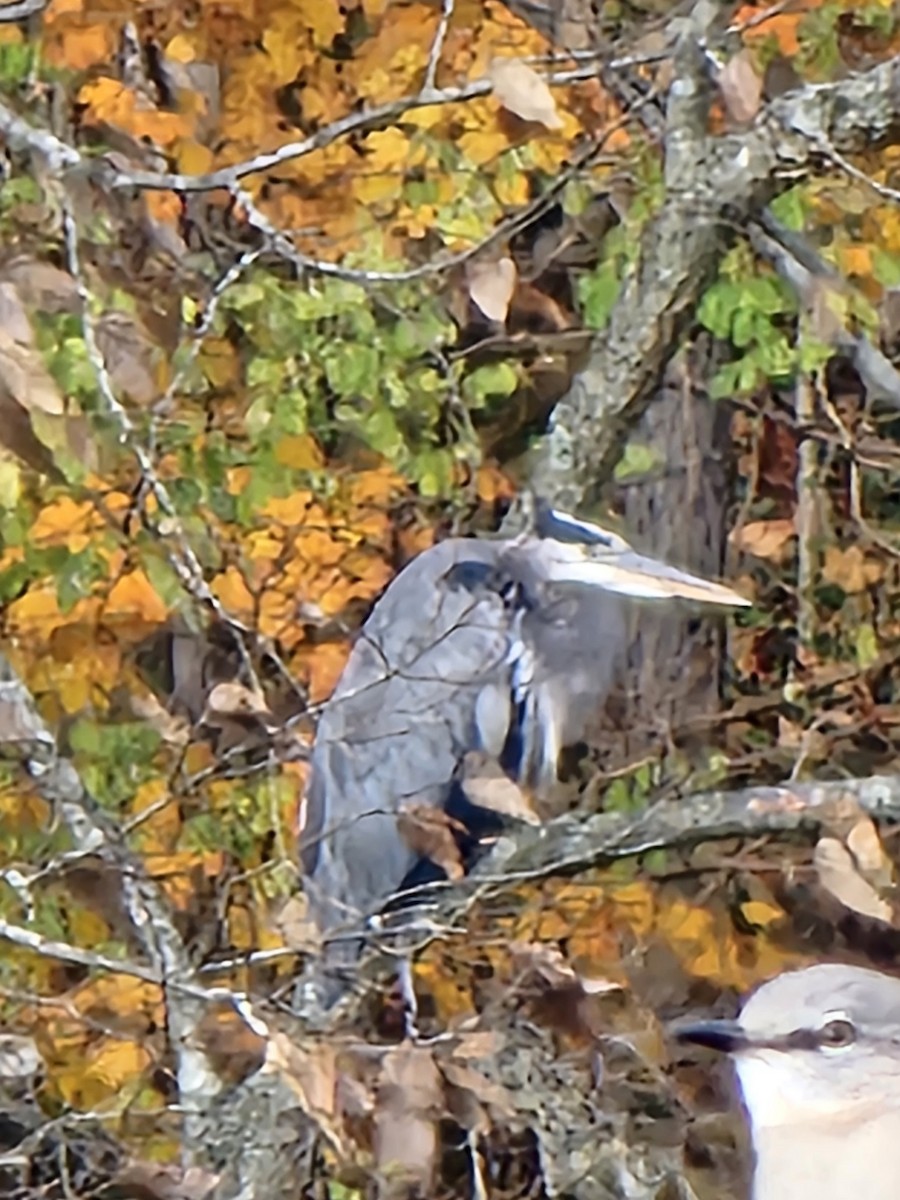 Great Blue Heron - ML644602022