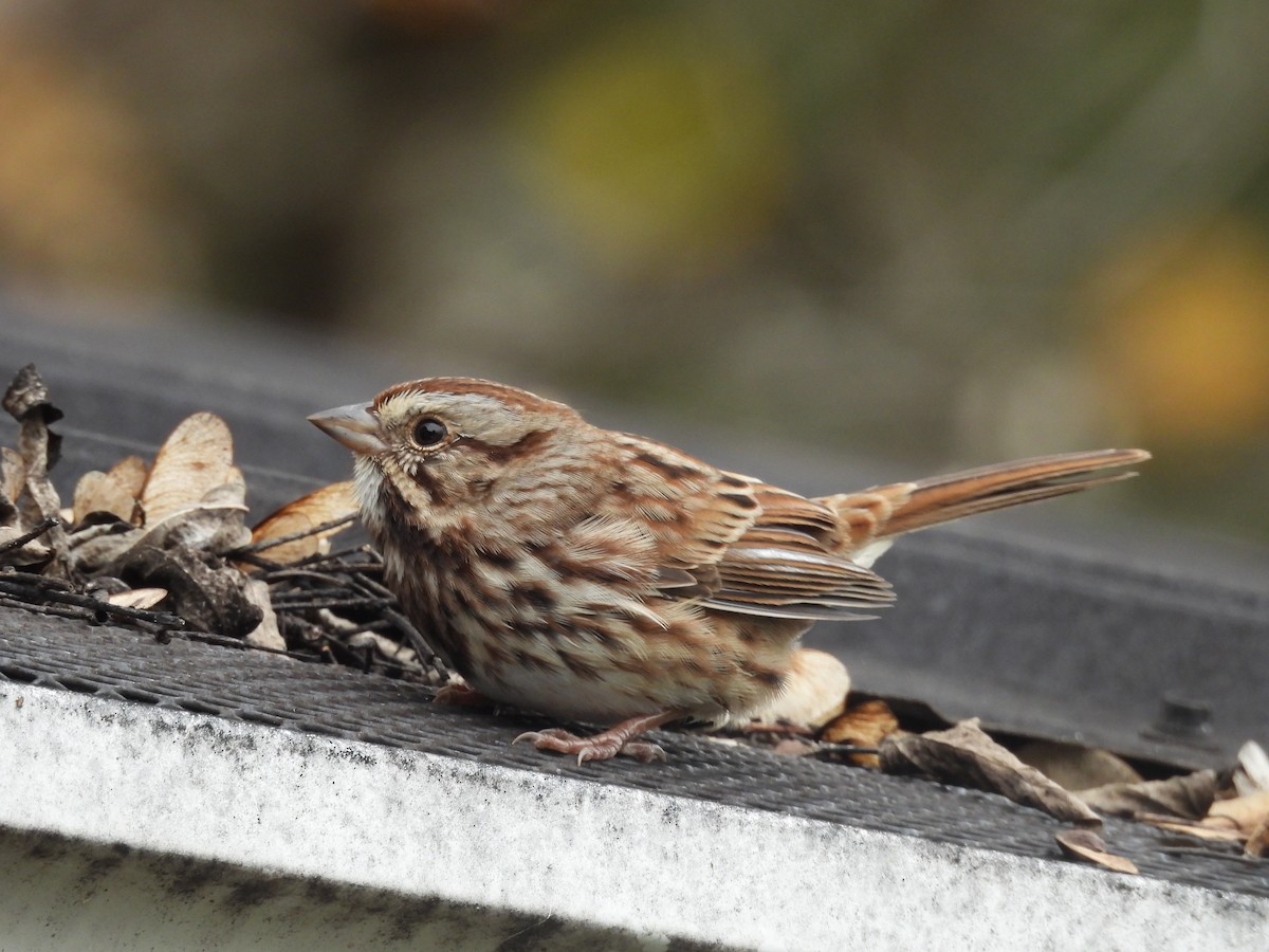 strnadec zpěvný - ML644602027