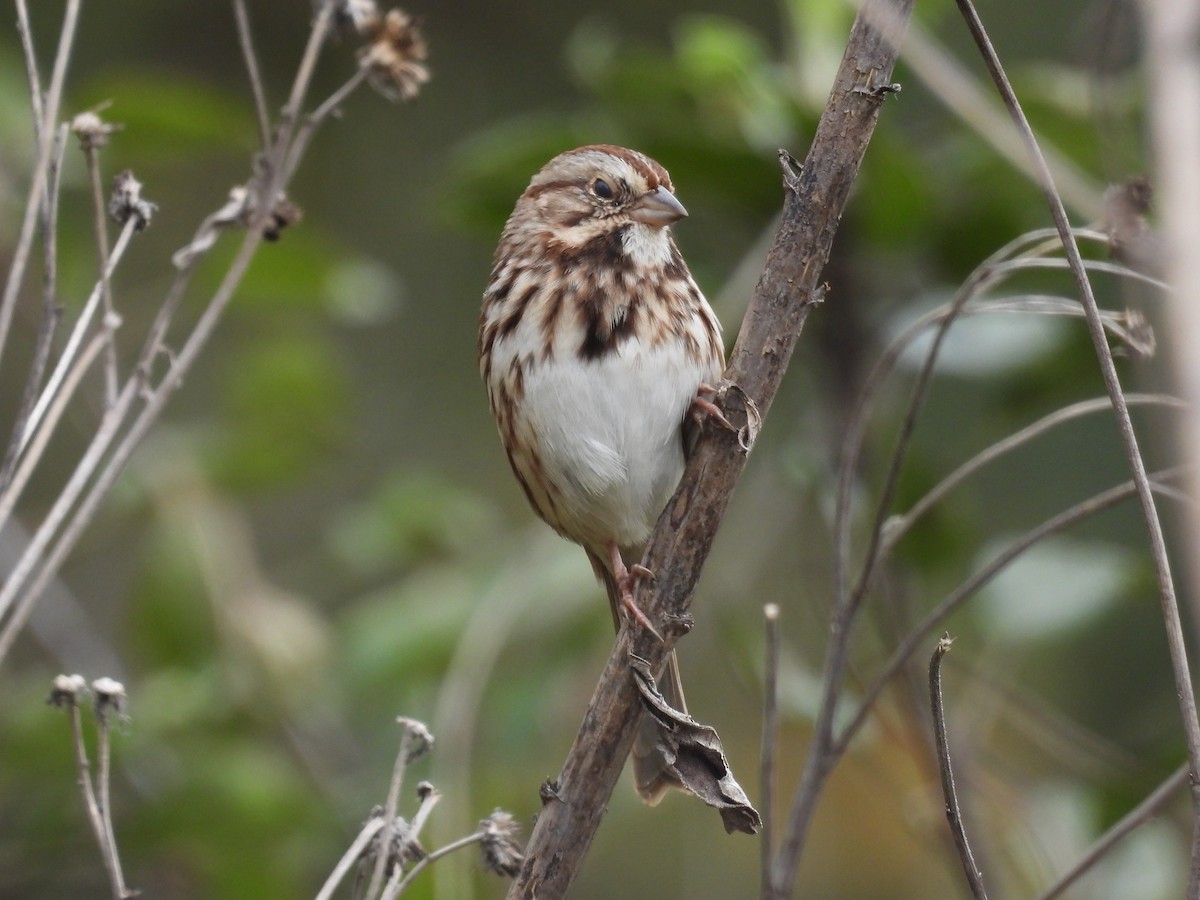 strnadec zpěvný - ML644602028