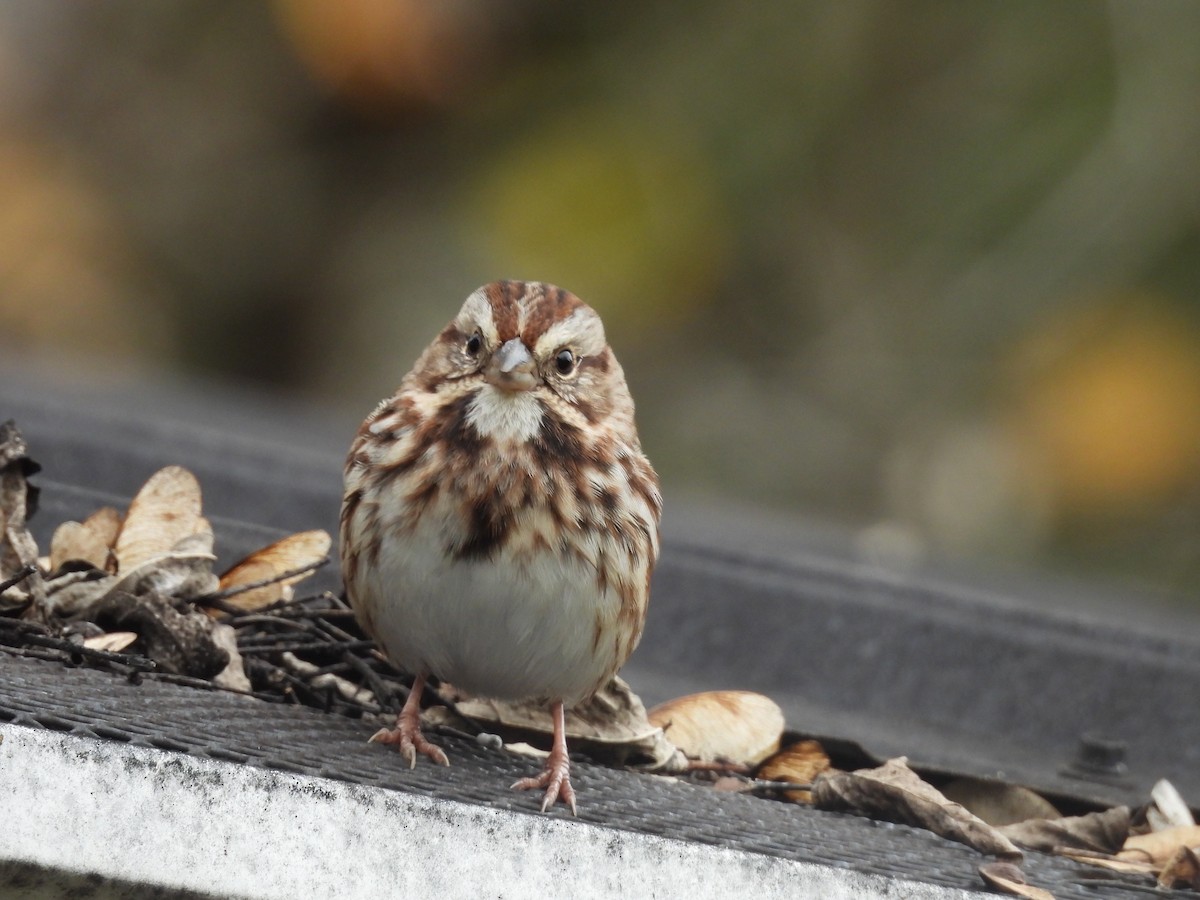 strnadec zpěvný - ML644602029