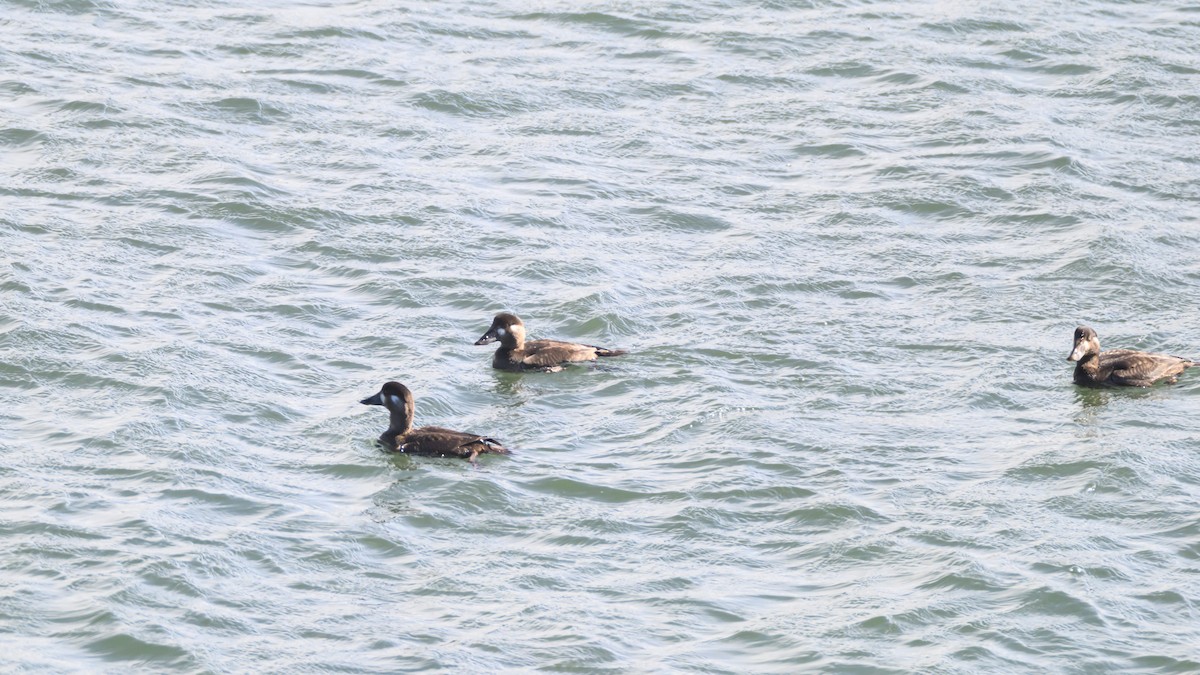 Surf Scoter - ML644602033