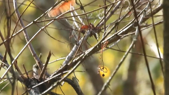 Copetón Cenizo - ML644602053