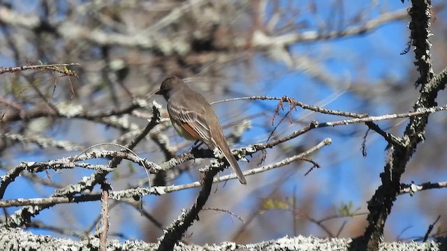Copetón Cenizo - ML644602057