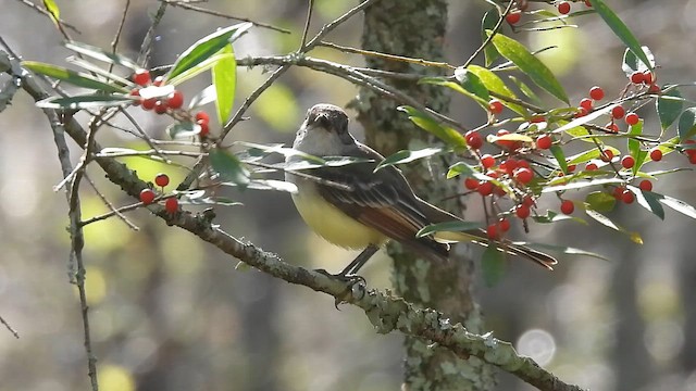Copetón Cenizo - ML644602058