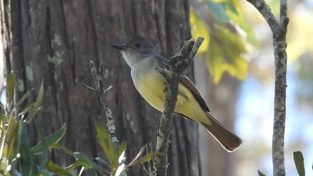Copetón Cenizo - ML644602059