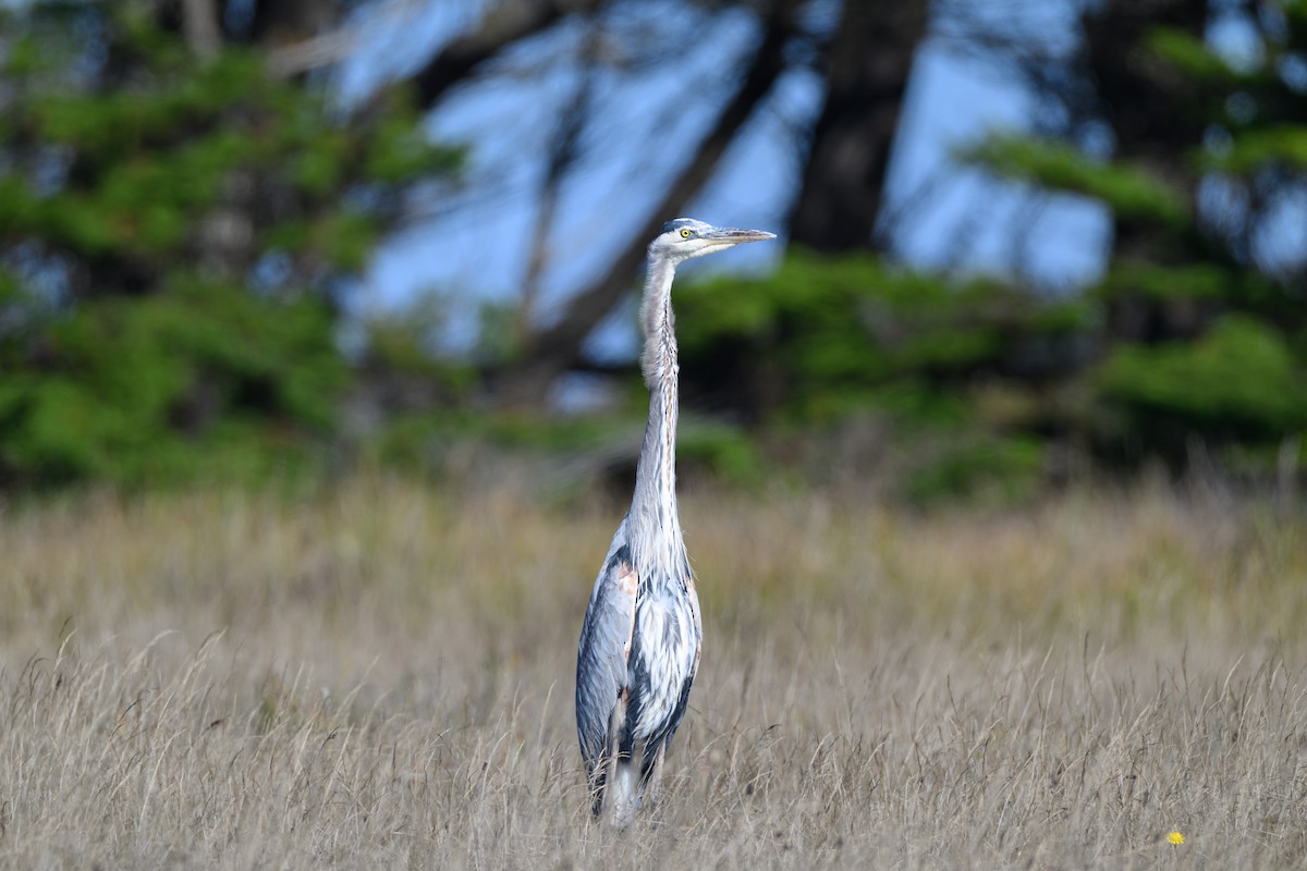 Great Blue Heron - ML644602062