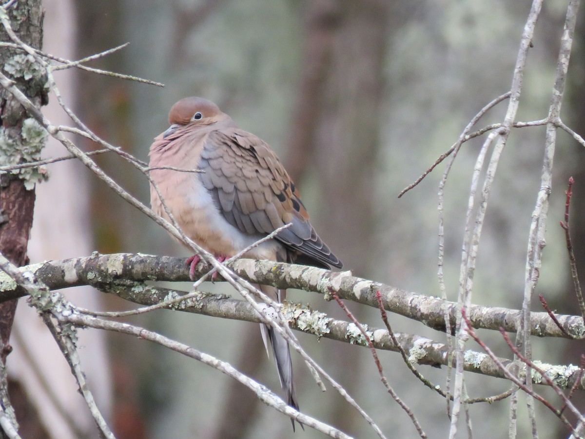 ナゲキバト - ML644602078