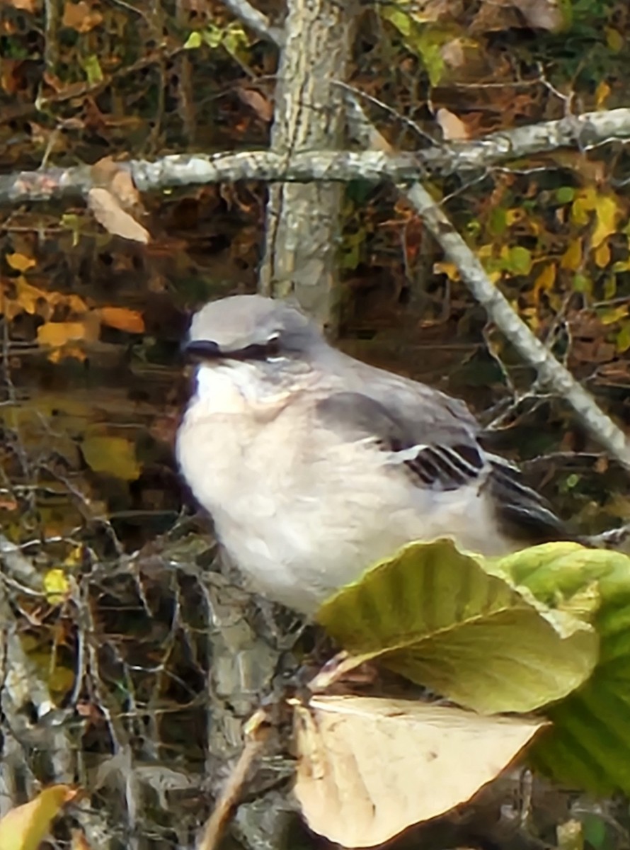 Northern Mockingbird - ML644602080