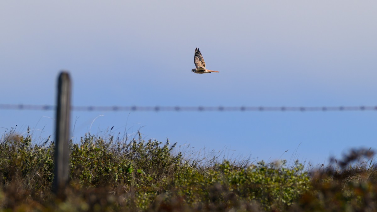 American Kestrel - ML644602091