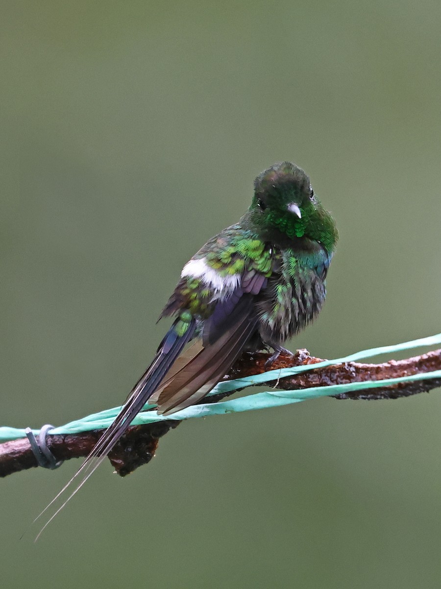 Yeşil Telkuyruk - ML644602100