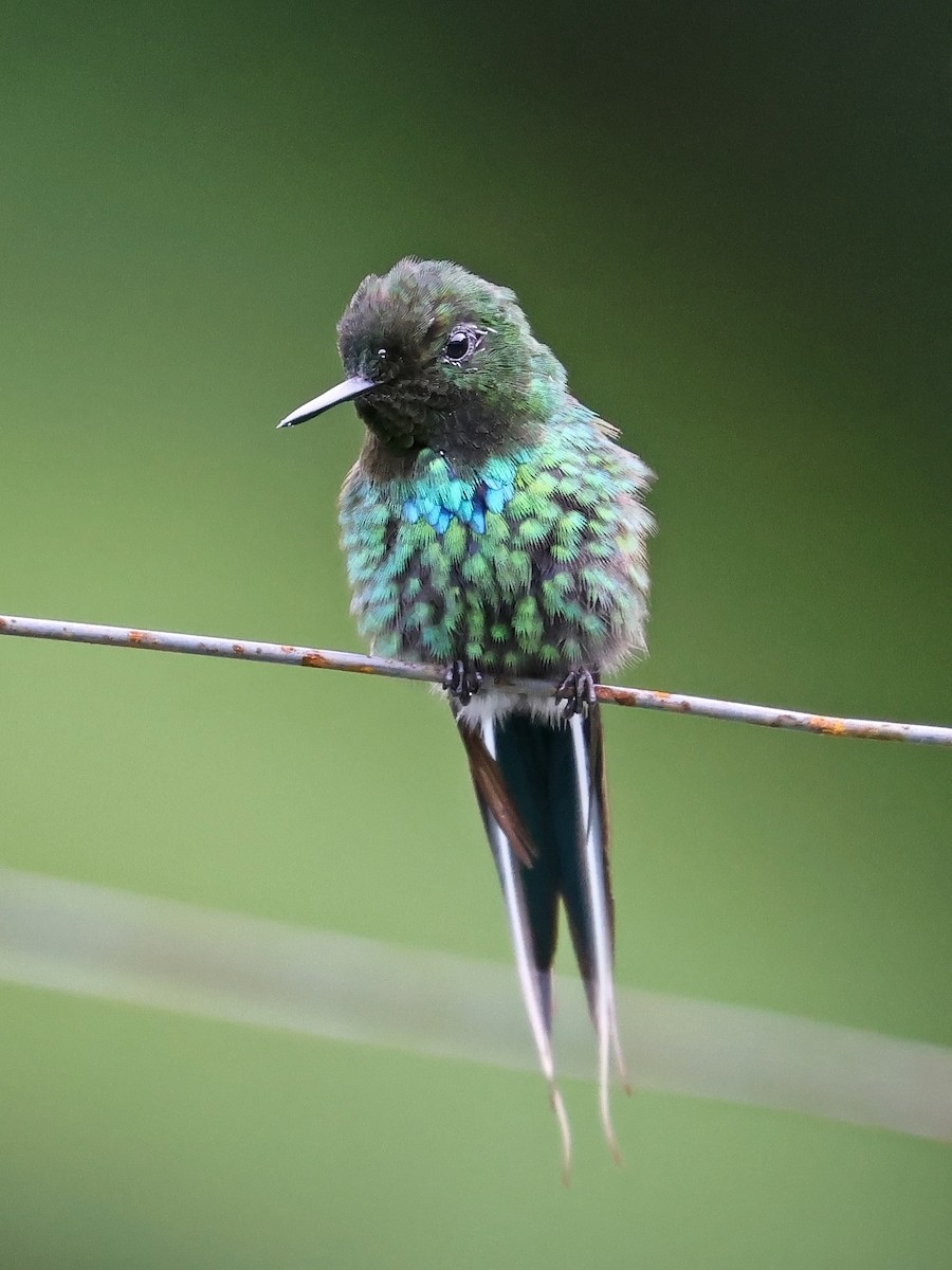 Yeşil Telkuyruk - ML644602104