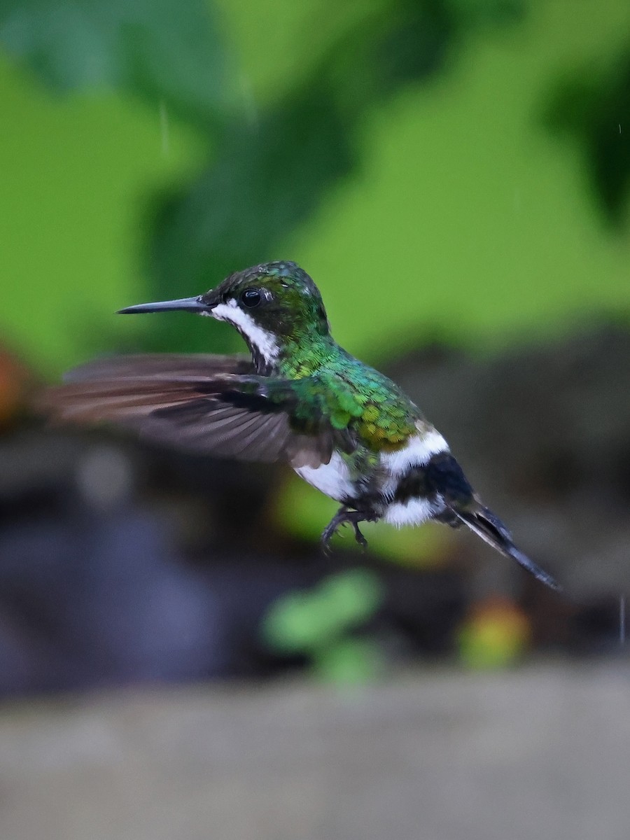 Yeşil Telkuyruk - ML644602105