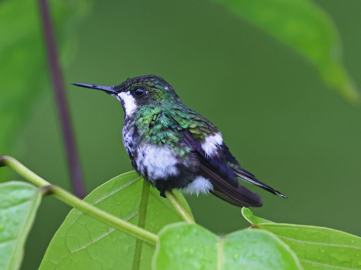 Yeşil Telkuyruk - ML644602107