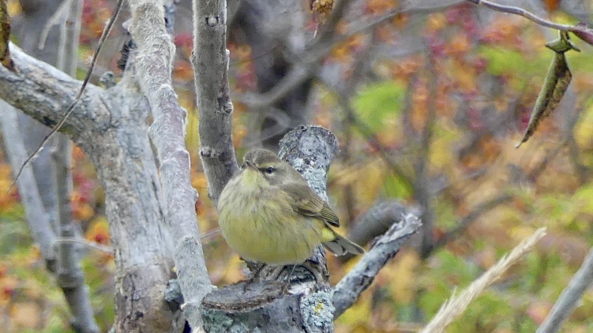 Palm Warbler - ML644602116