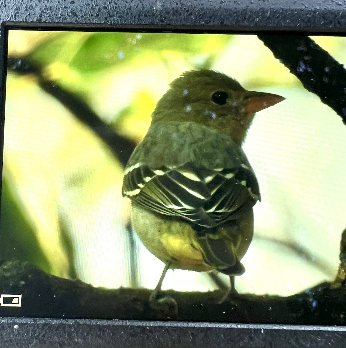 vestpiranga - ML644602119