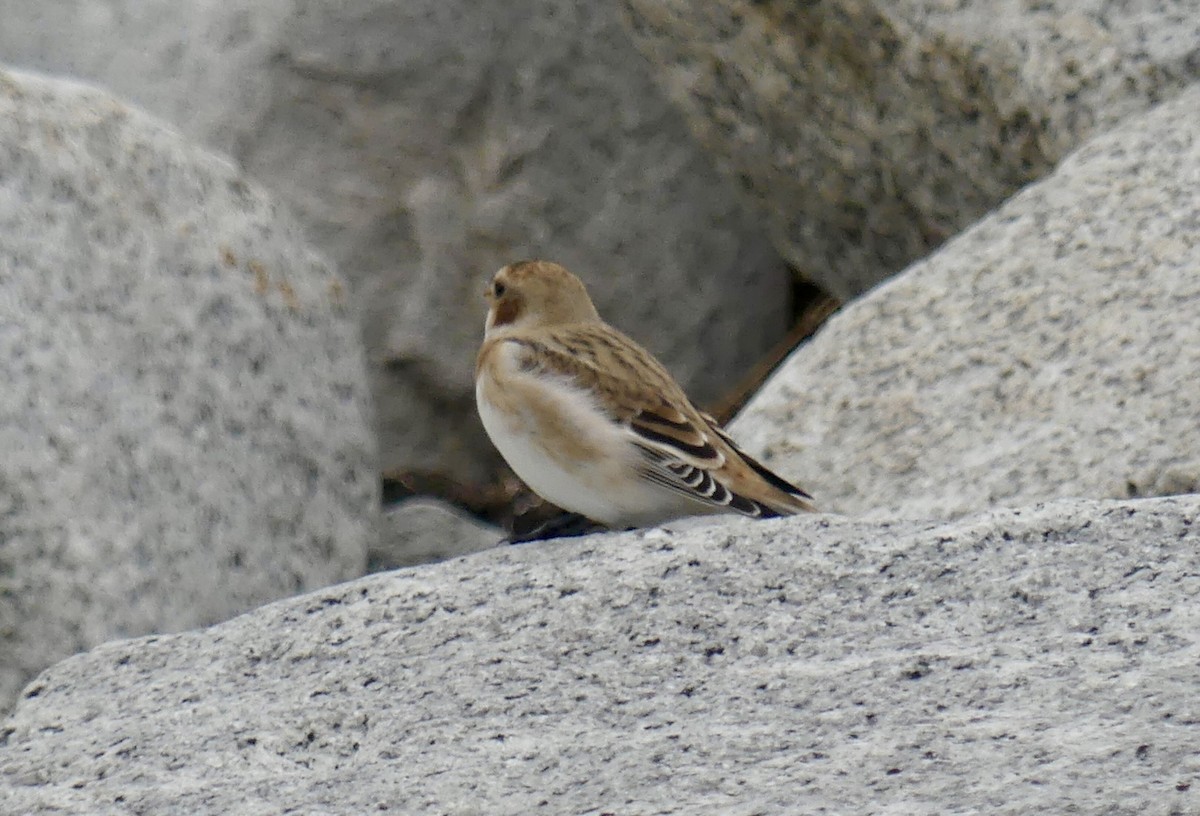 Snow Bunting - ML644602135