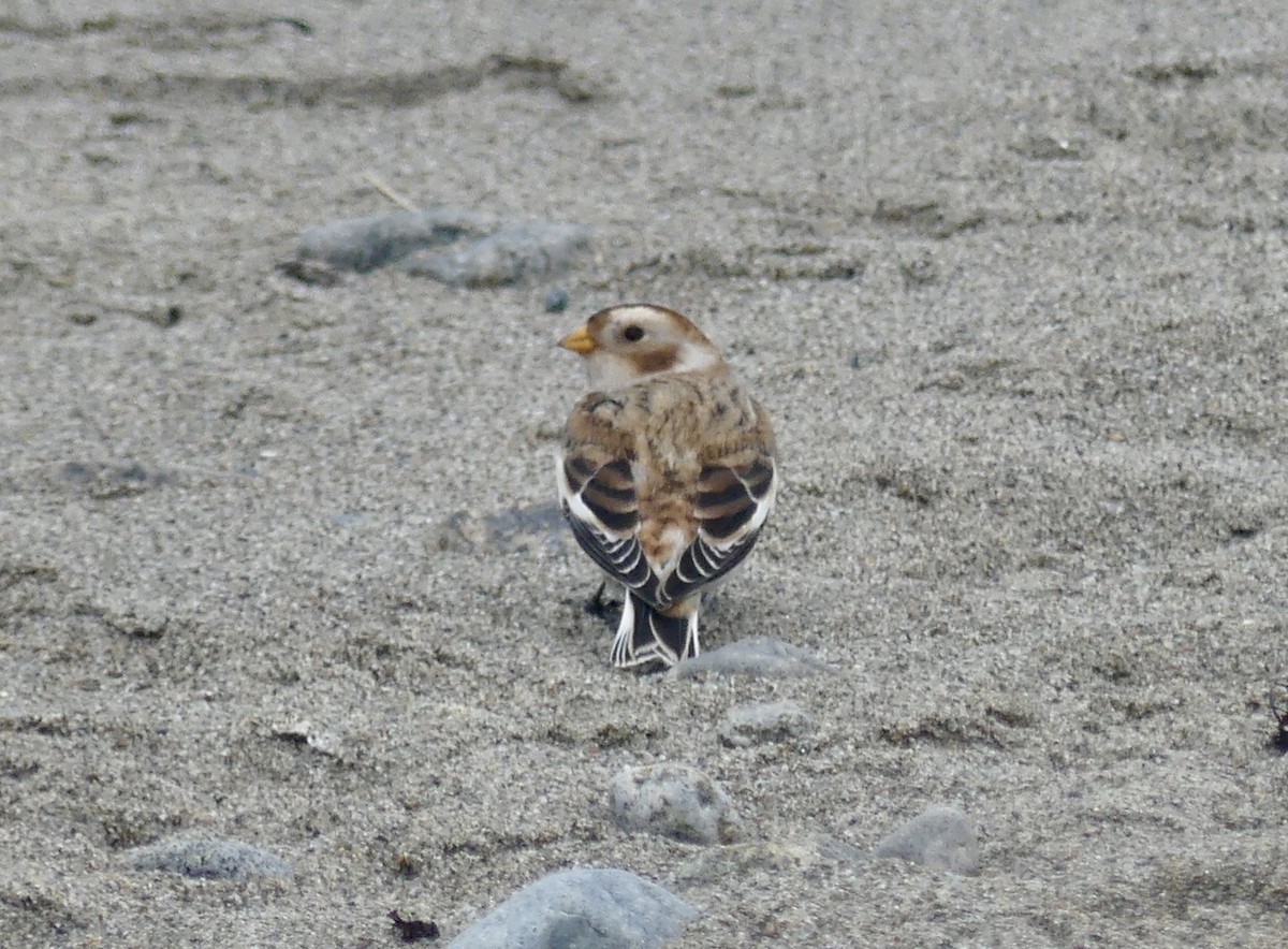 Snow Bunting - ML644602136