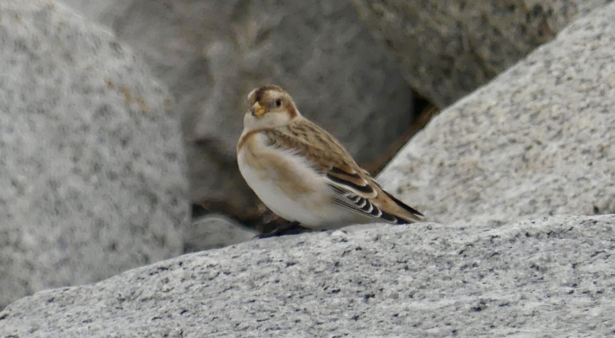 Snow Bunting - ML644602137