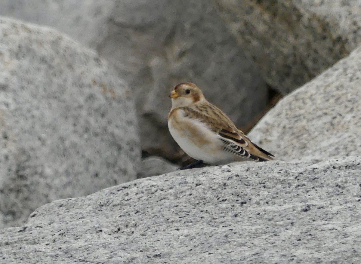 Snow Bunting - ML644602138