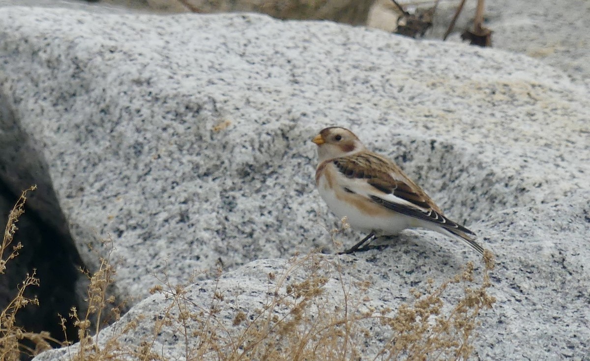 Snow Bunting - ML644602139