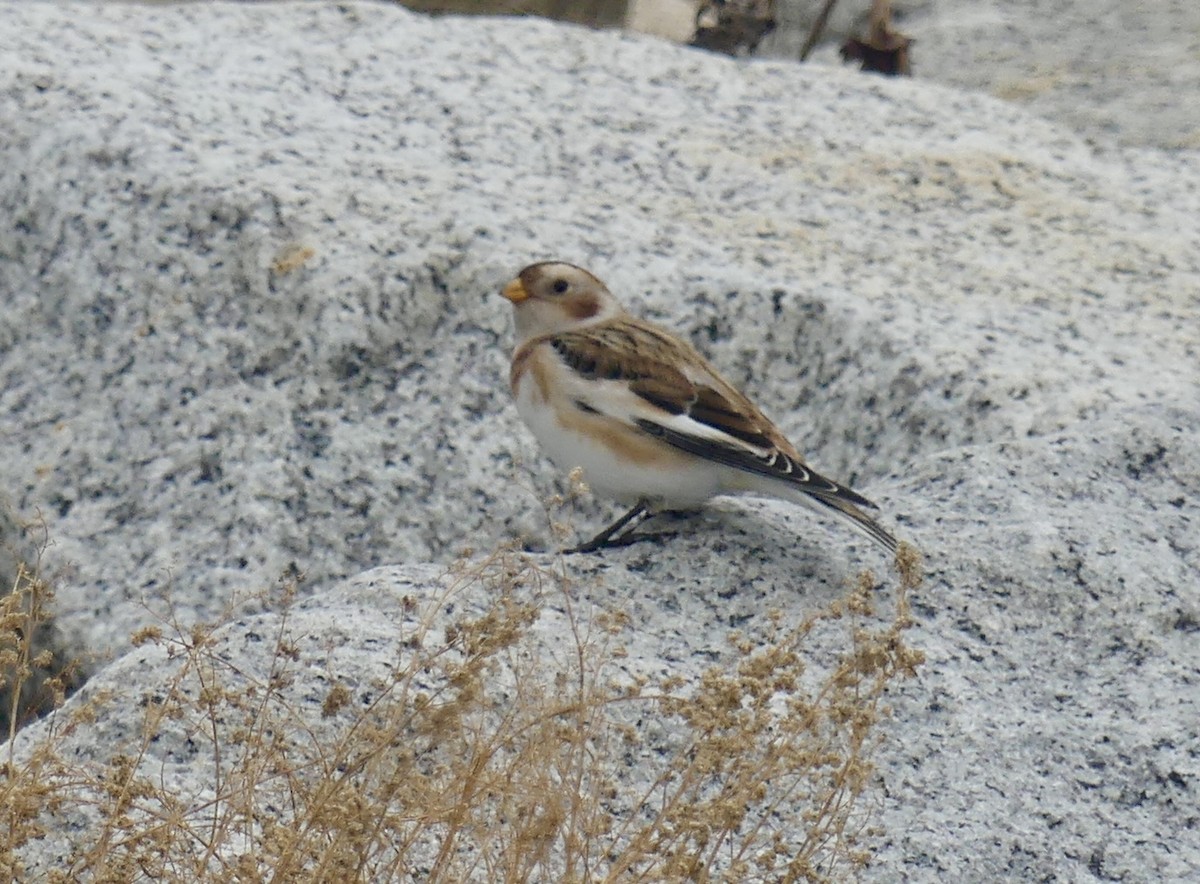 Snow Bunting - ML644602140