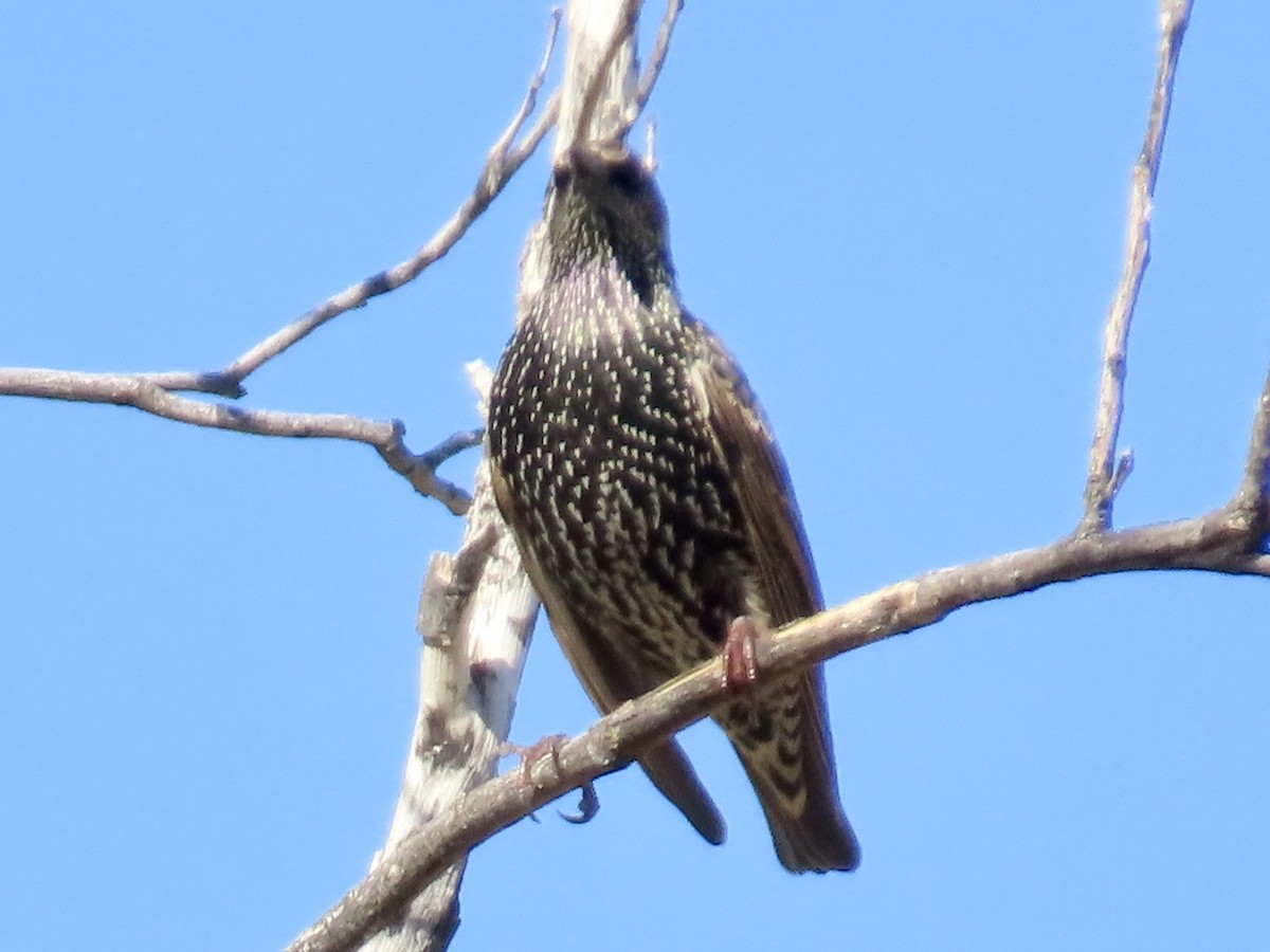 European Starling - ML644602144