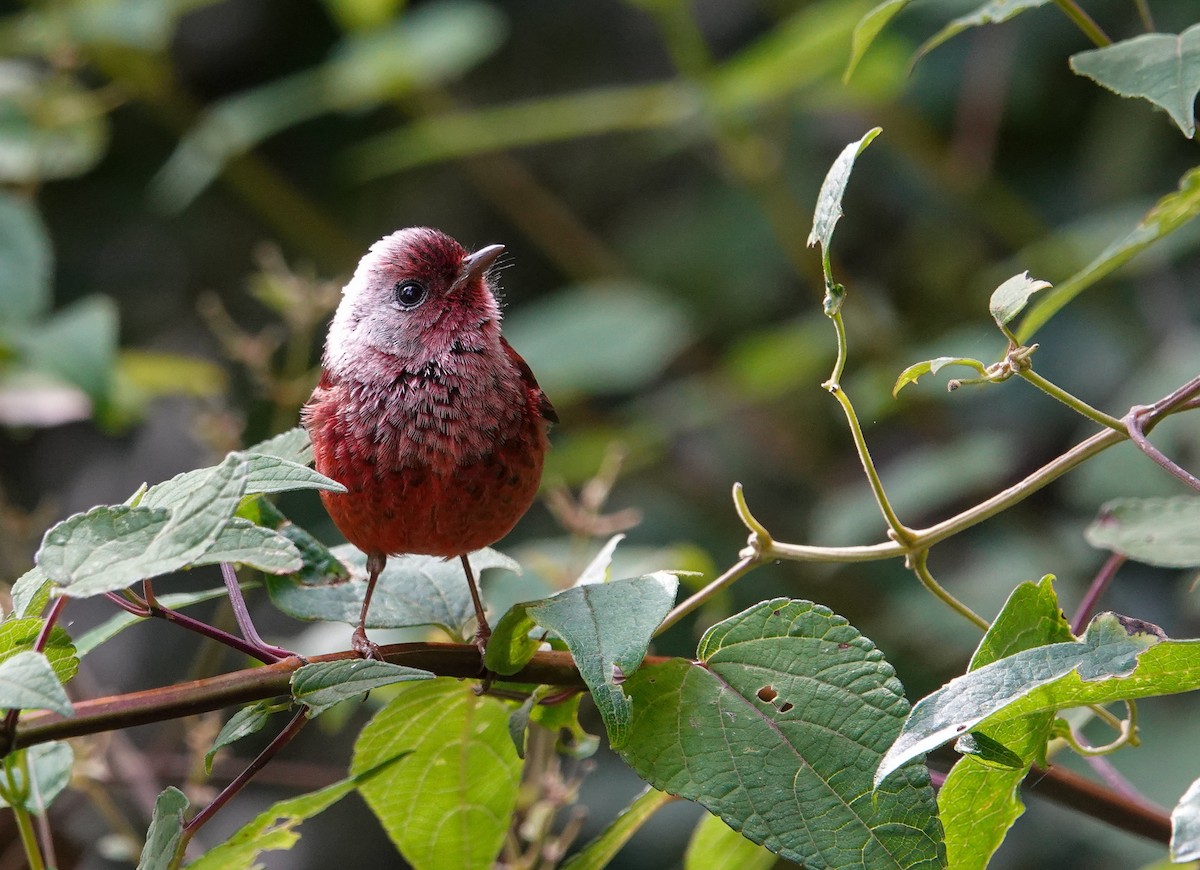 Reinita Rosada - ML644602146