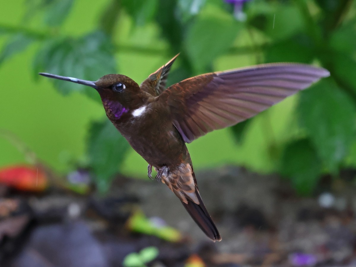 Brown Inca - ML644602147