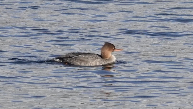 מרגון בינוני - ML644602171