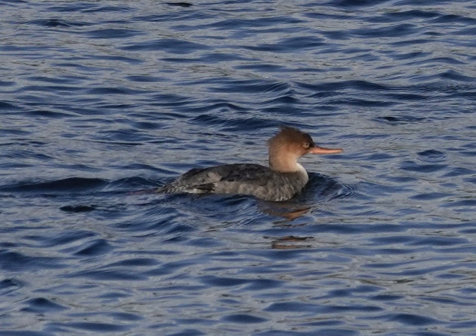 מרגון בינוני - ML644602172