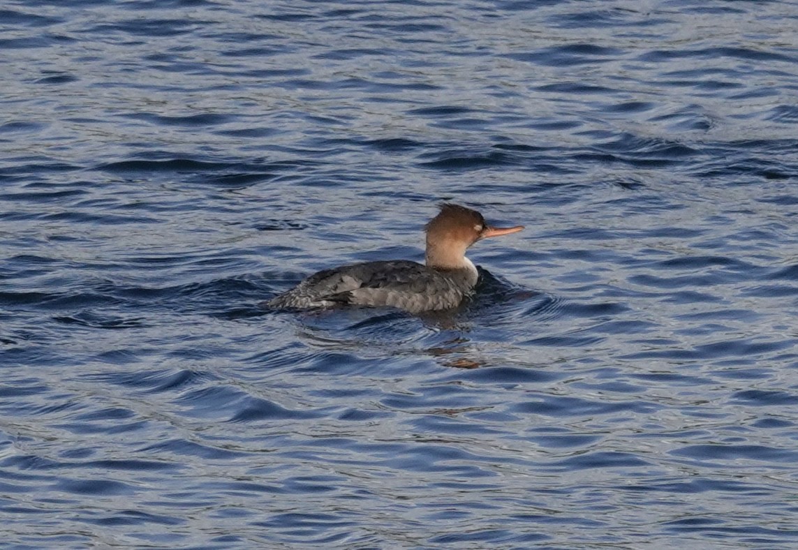 מרגון בינוני - ML644602173