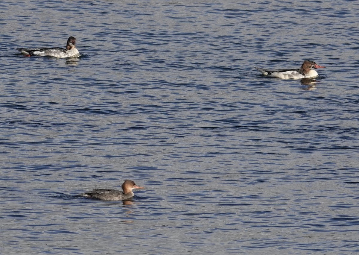 מרגון בינוני - ML644602174