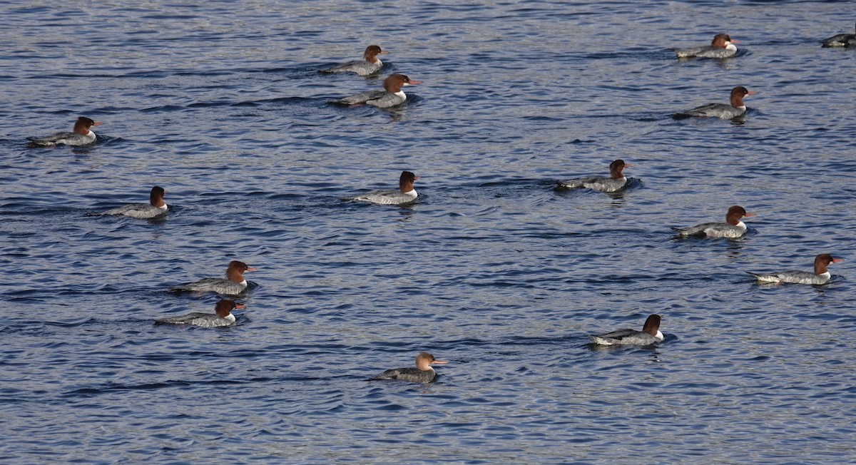 מרגון בינוני - ML644602175