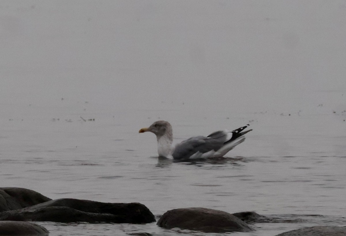 שחף אטלנטי - ML644602178