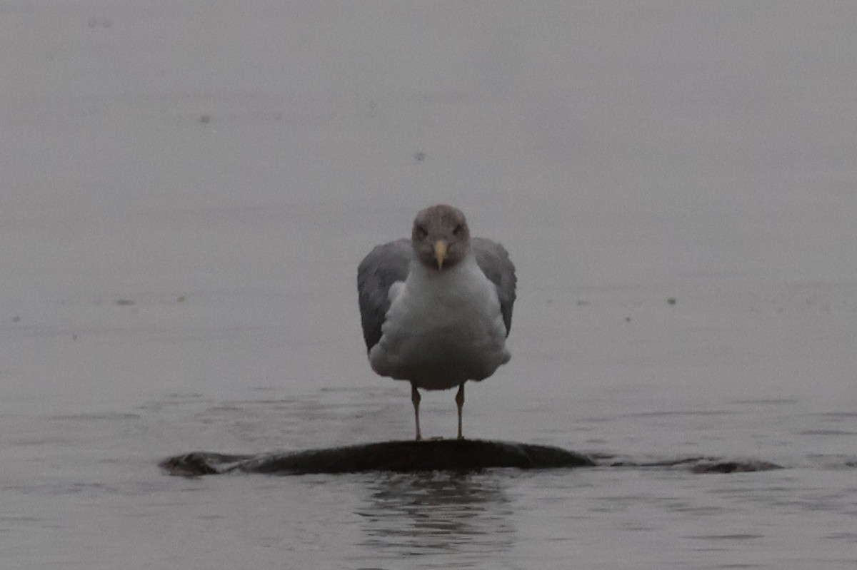 שחף אטלנטי - ML644602179