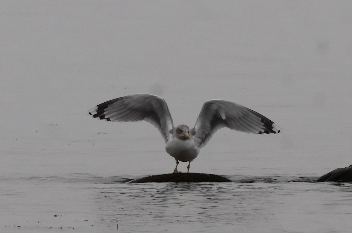 שחף אטלנטי - ML644602180