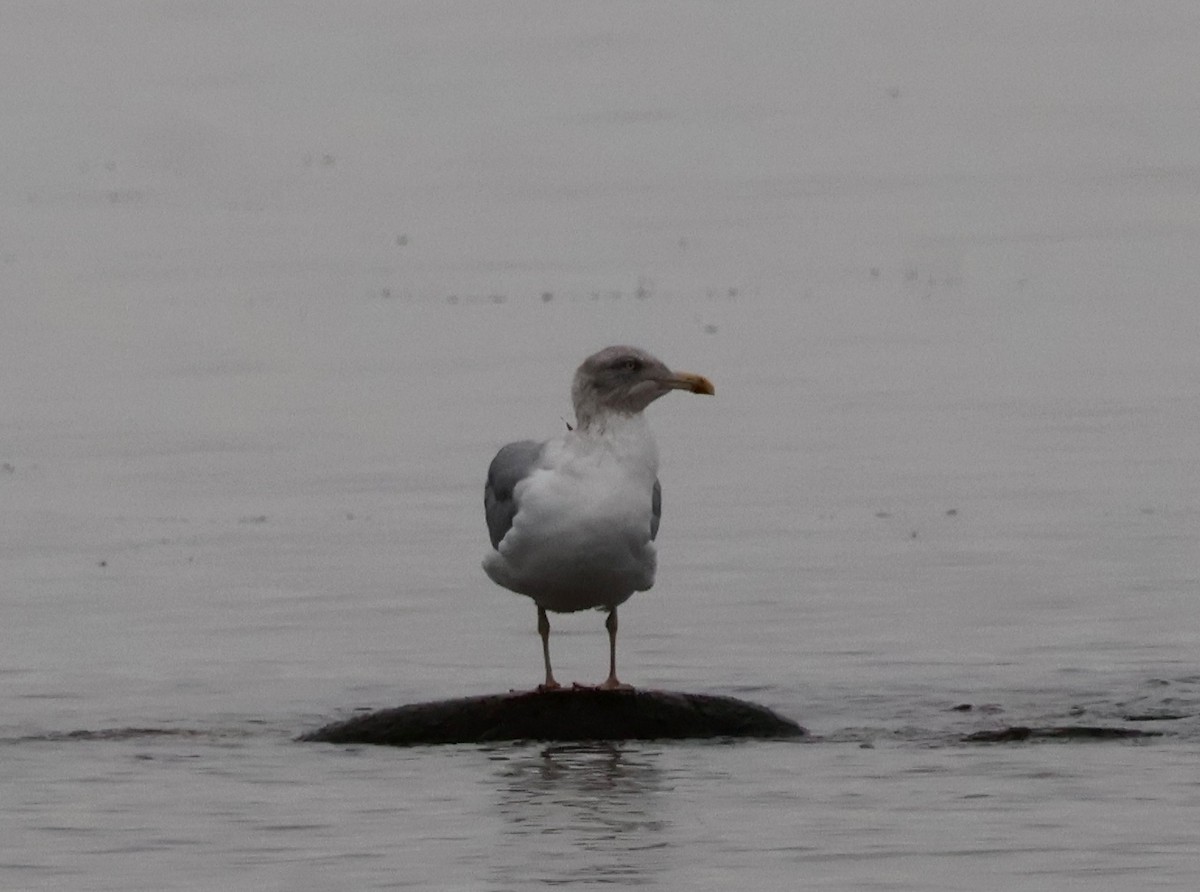 שחף אטלנטי - ML644602181