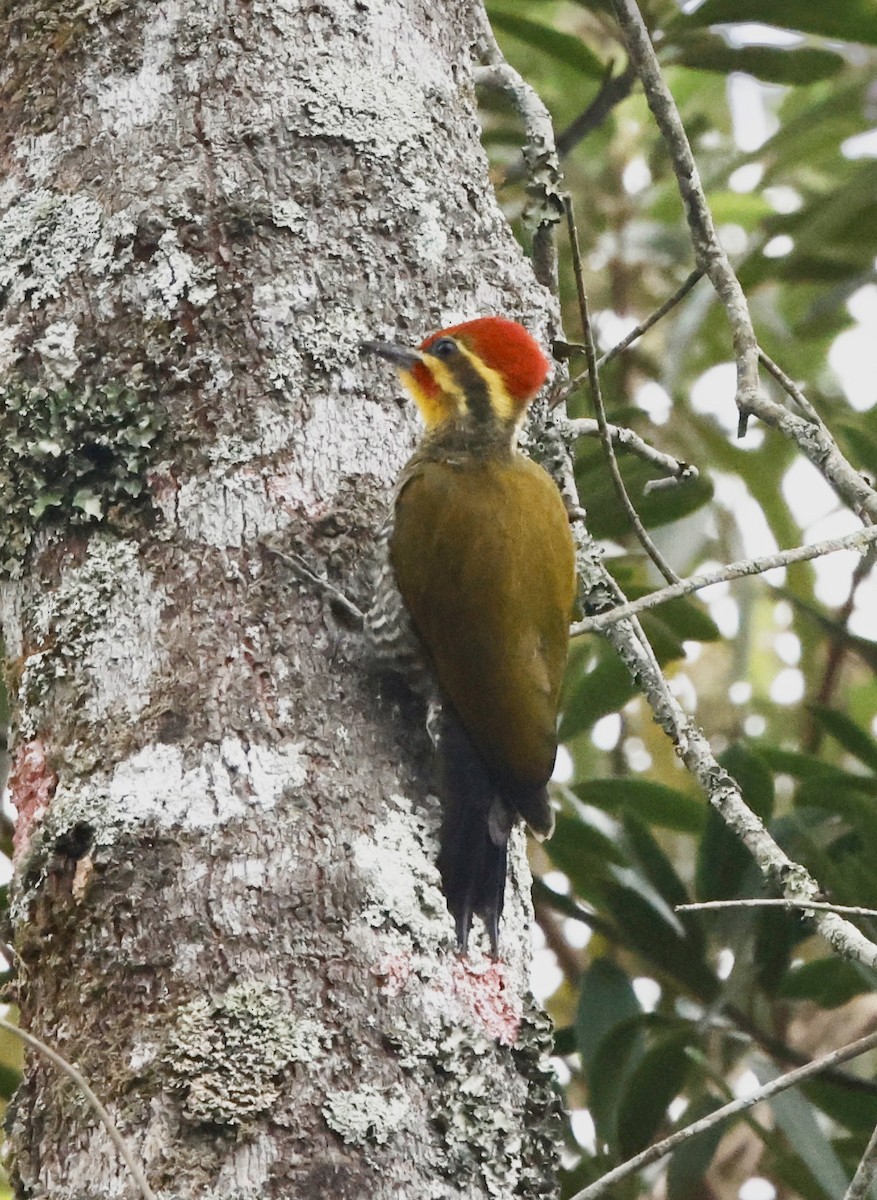 White-browed Woodpecker - ML644602182