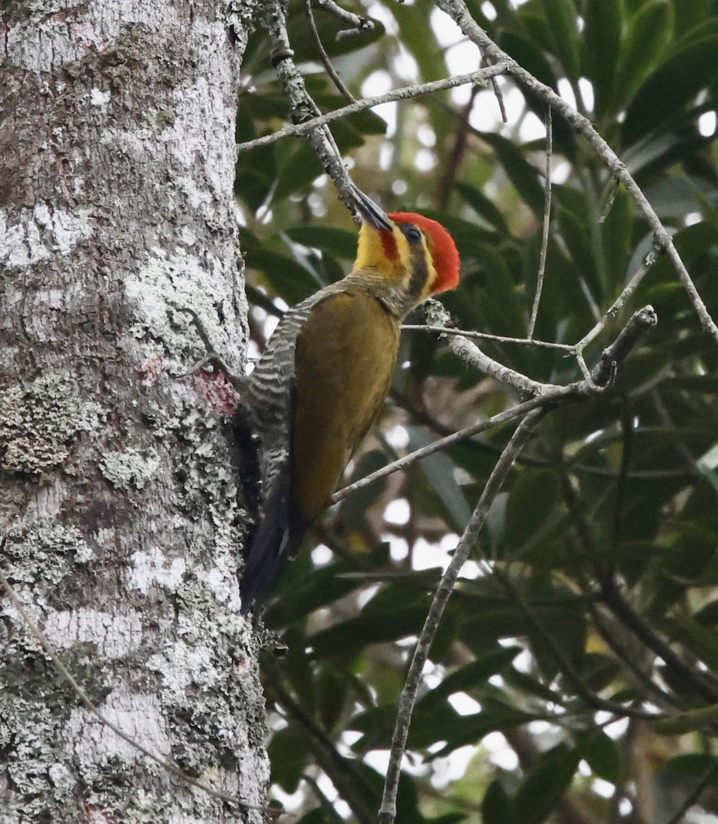 White-browed Woodpecker - ML644602183
