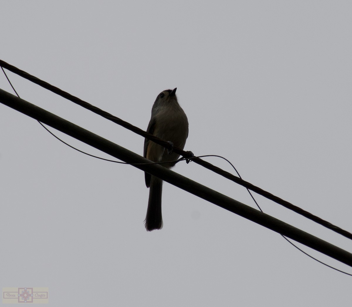 gråduskmeis - ML644602190