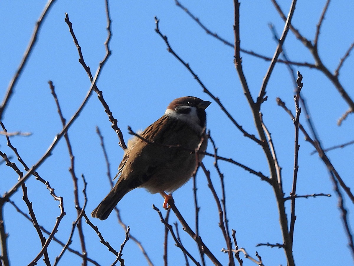 Ağaç Serçesi - ML644602217