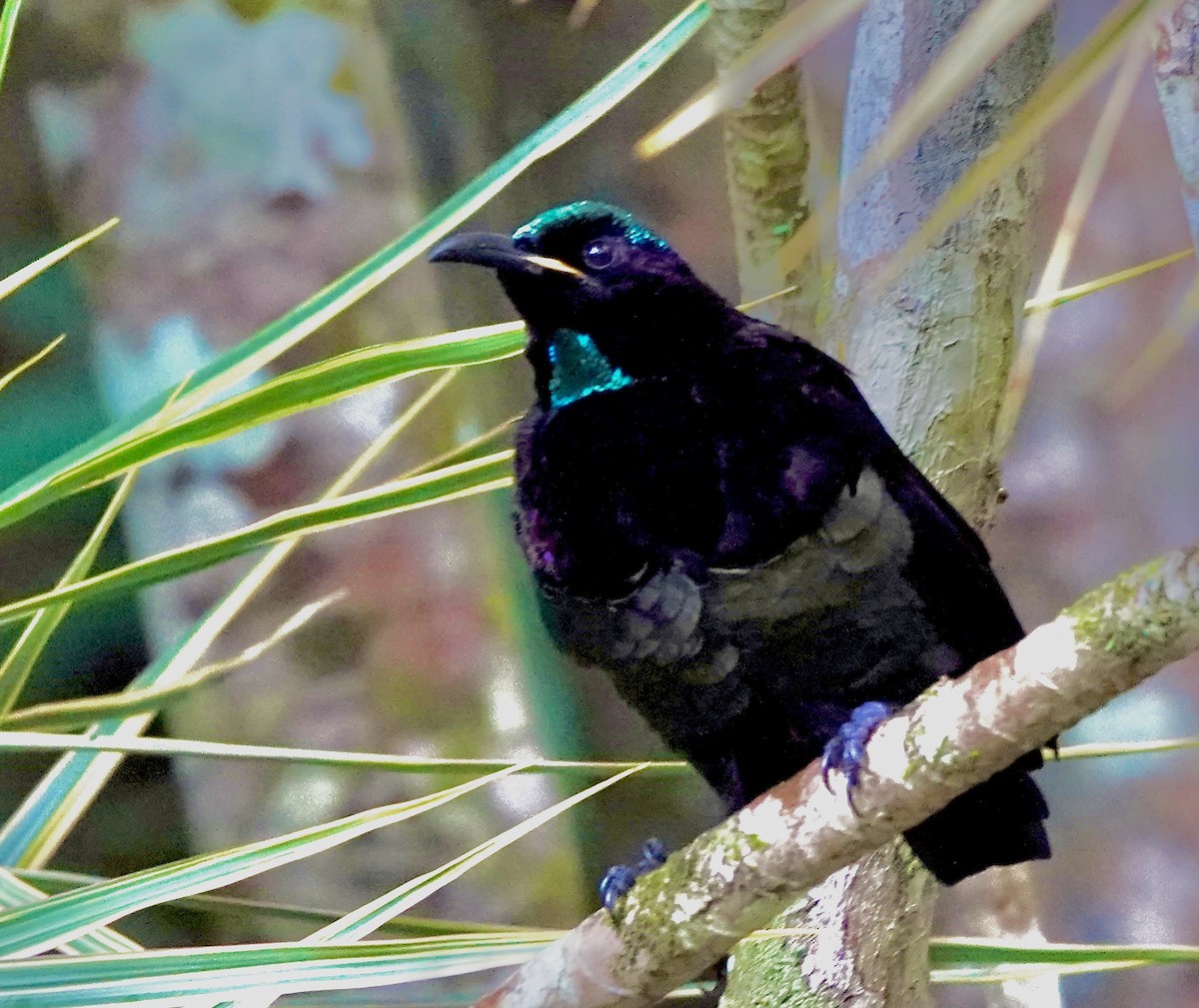 Кэрнский веерокрыл - ML644602219